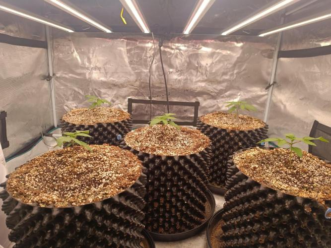 Wham Boom - Anesia Seeds. Week 2 - Overall shot