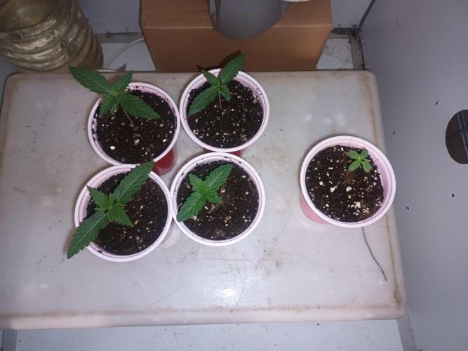 Blue zushi. Week 0 - Planted 5 Blue Zushi seeds from MSA 1 came out bit weak