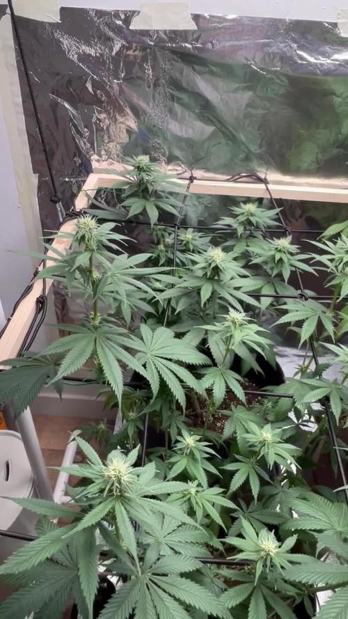 Lemon Skunk OG