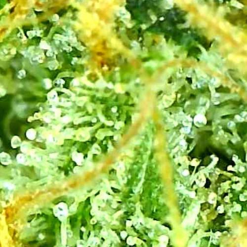 FruitWalker 10 Sinsemilla. Week 16