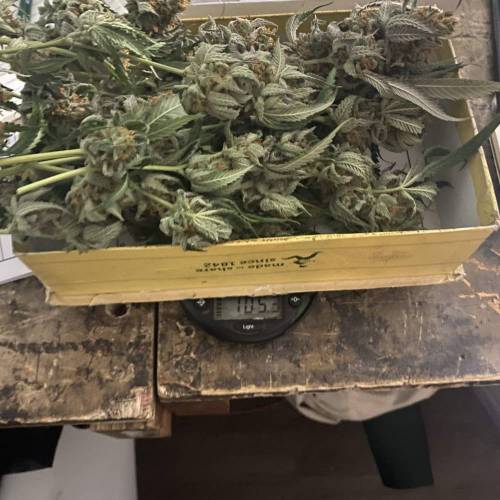 FruitWalker 10 Sinsemilla. Week 16