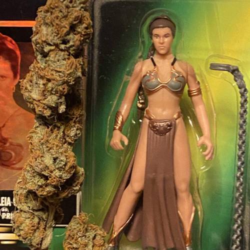 FruitWalker 10 Sinsemilla. Week 16