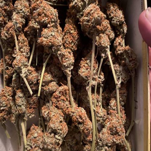 FruitWalker 10 Sinsemilla. Week 16