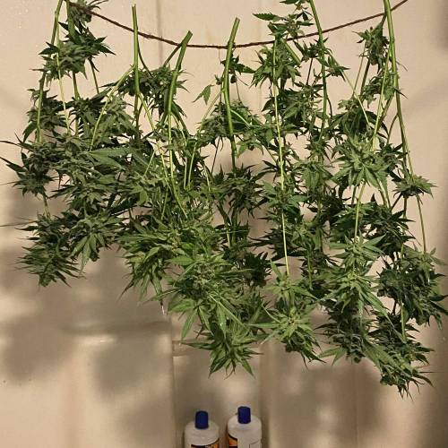 Sour Diesel. Week 16