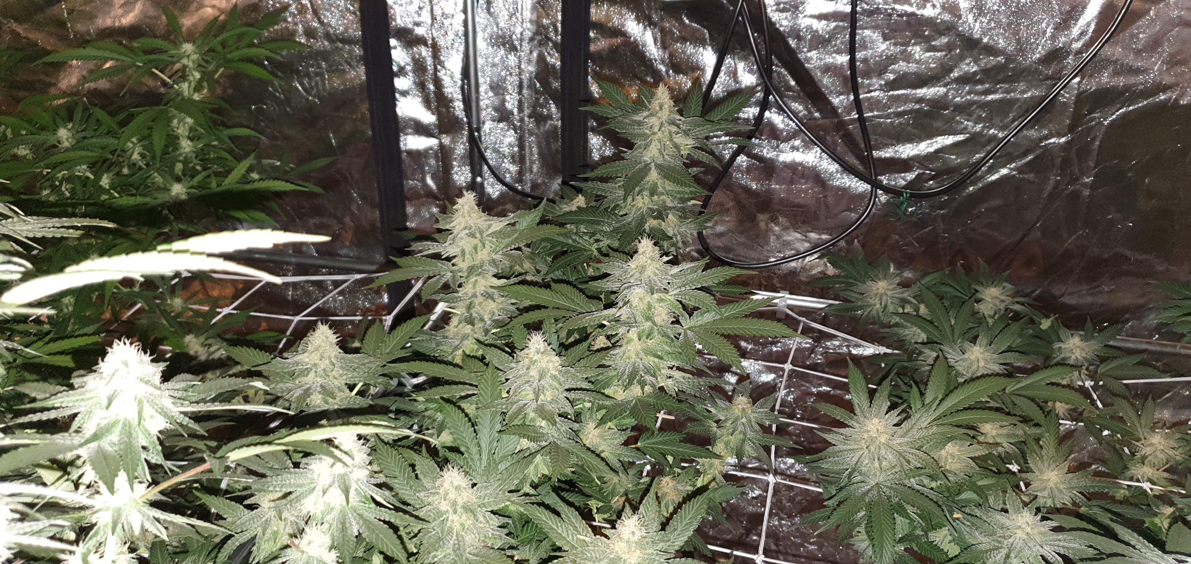 Dinafem Big Kush, Dinafem Gorilla, Strawberry Kush grow diary (journal