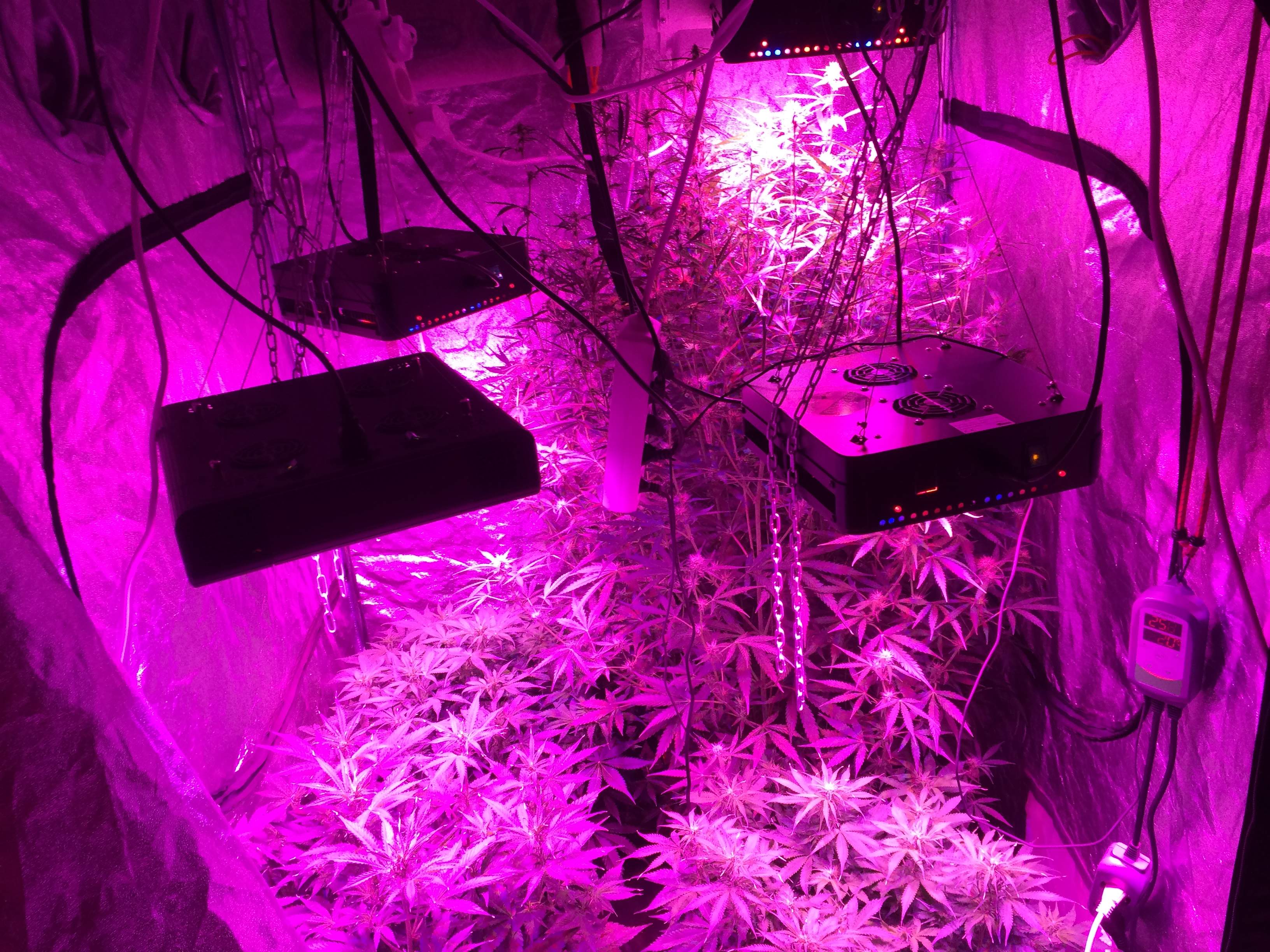 grow light for a 4x4 tent