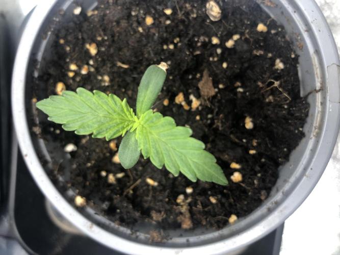 Monster maker. Week 0