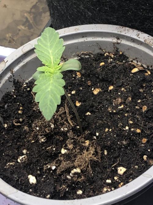 Monster maker. Week 0 - Monster naker