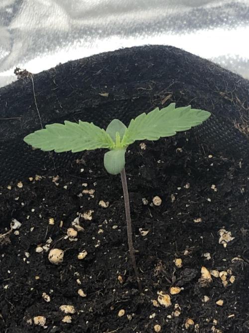 Monster maker. Week 0 - Kosher haze