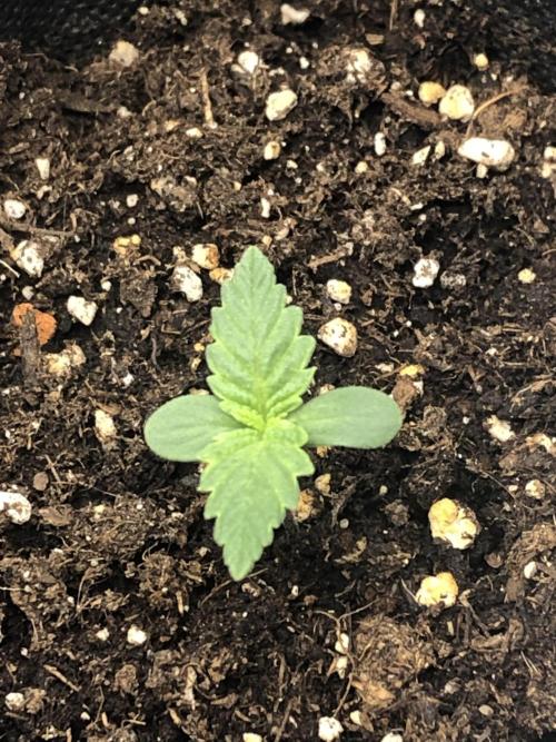 Monster maker. Week 1