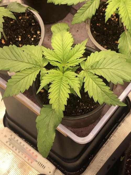 Monster maker. Week 2