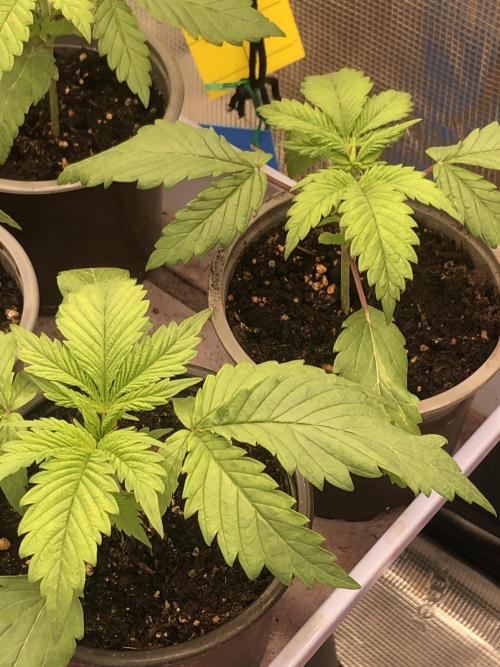 Monster maker. Week 2