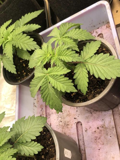 Monster maker. Week 2