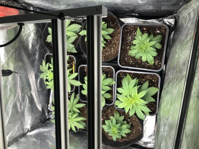 Monster maker. Week 3 - All together.  