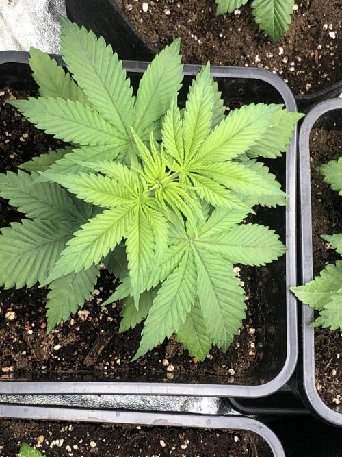 Monster maker. Week 3 - Kosher haze