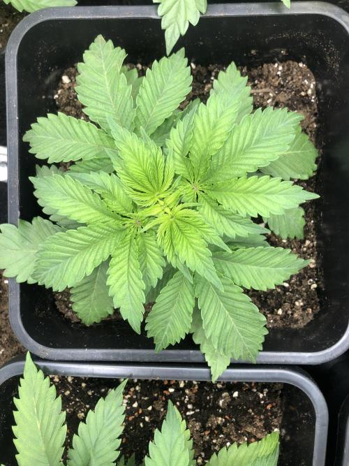 Monster maker. Week 3 - Kosher haze