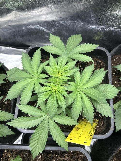 Monster maker. Week 3 - Kosher haze 