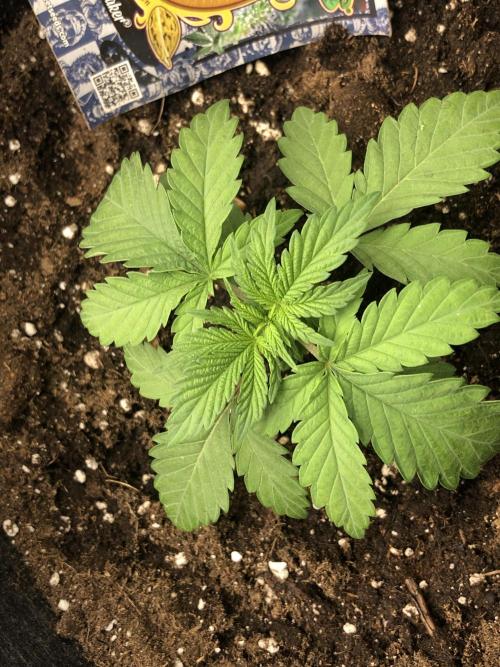 Monster maker. Week 3 - Monster maker