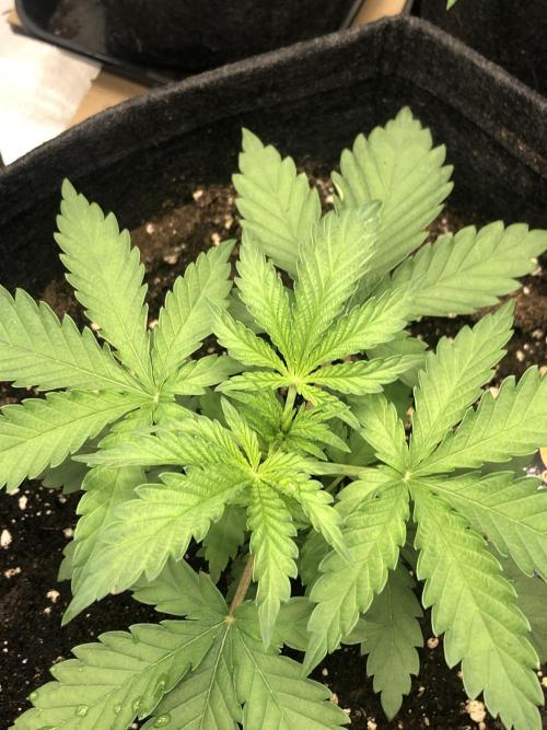 Monster maker. Week 3 - Monster  maker