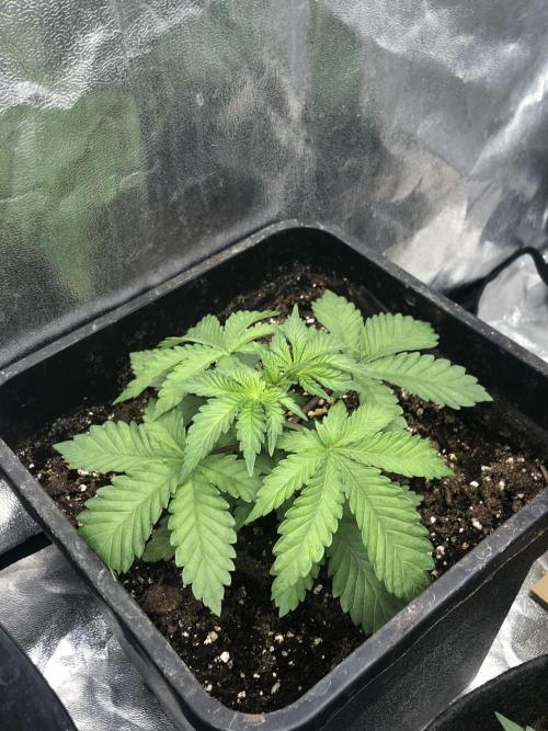 Monster maker. Week 3 - Kosher kush