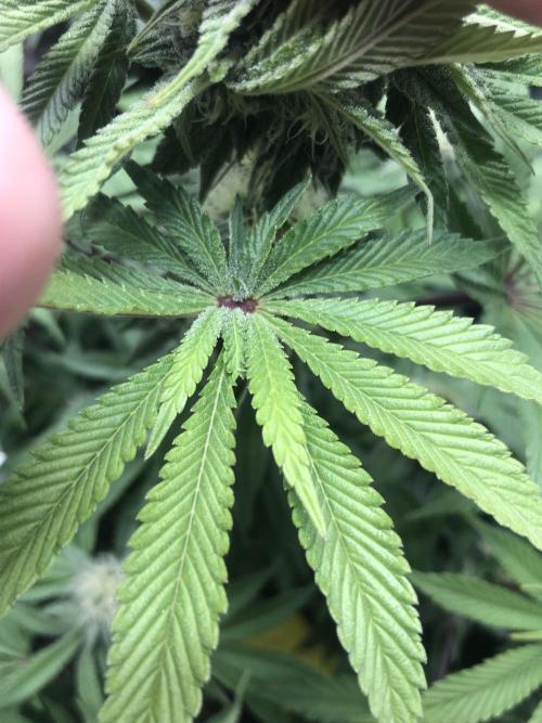 Monster maker. Week 4 - Kosher haze. Interesting leaf mutation. 