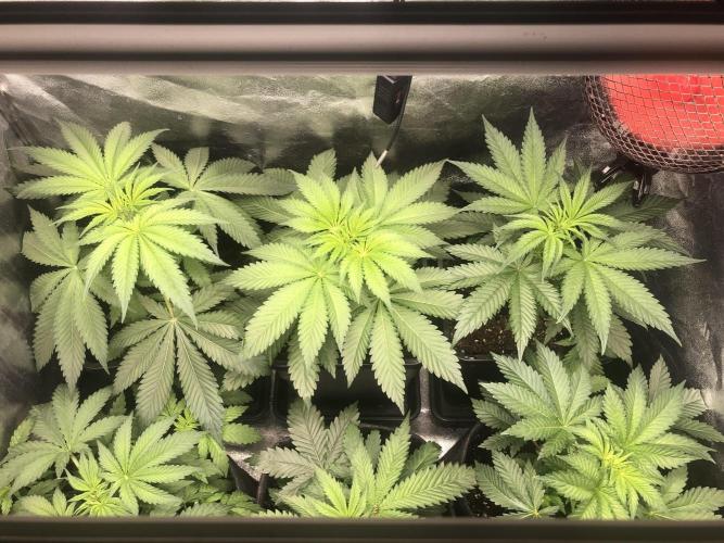 Monster maker. Week 4 - Top are kosher haze a week into flower. Bottom are monster  maker.