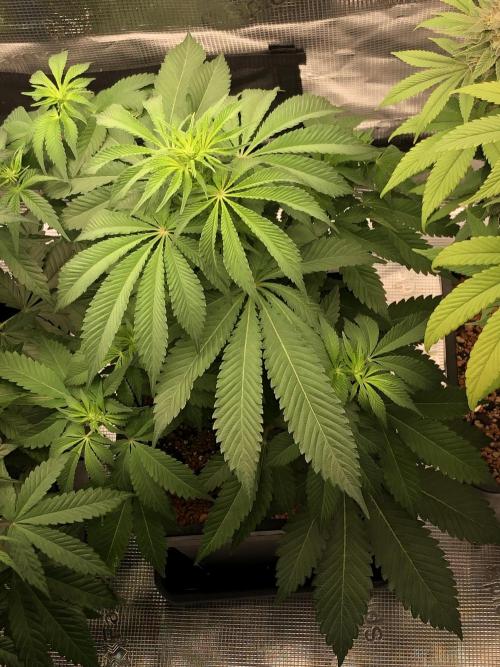 Monster maker. Week 4 - Monster .maker 