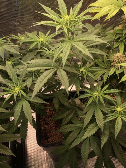 Monster maker. Week 4 - Kosher haze