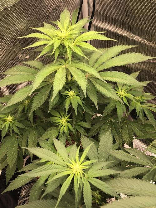 Monster maker. Week 4 - Kosher haze