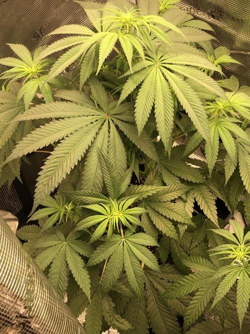 Monster maker. Week 4 - Monster maker. 