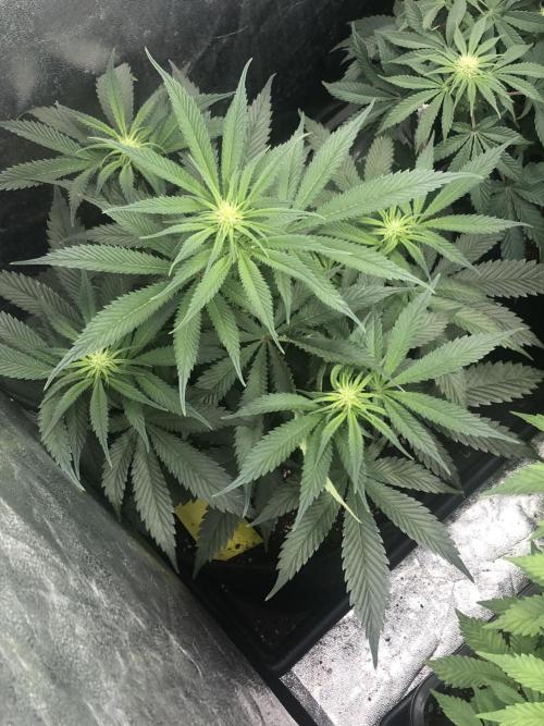 Monster maker. Week 5 - Kosher haze