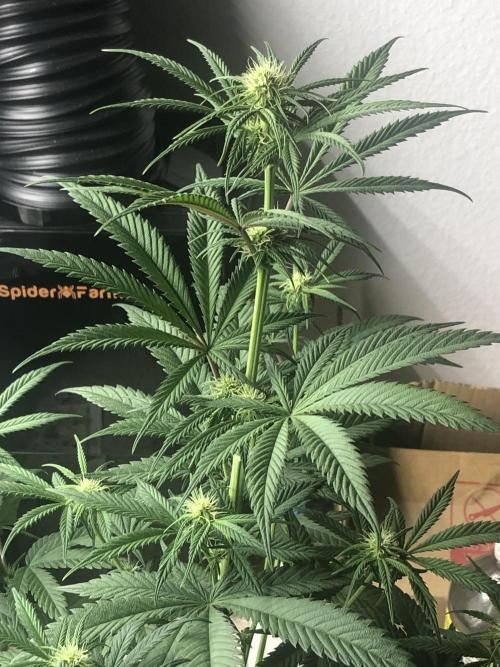 Monster maker. Week 5 - Kosher haze