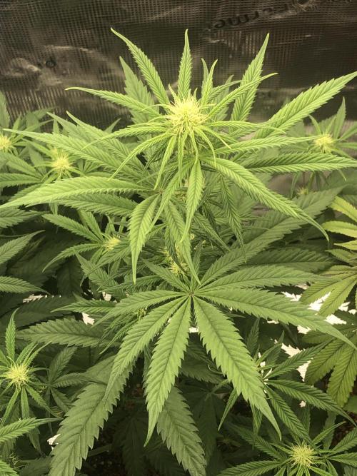 Monster maker. Week 5 - Kosher haze