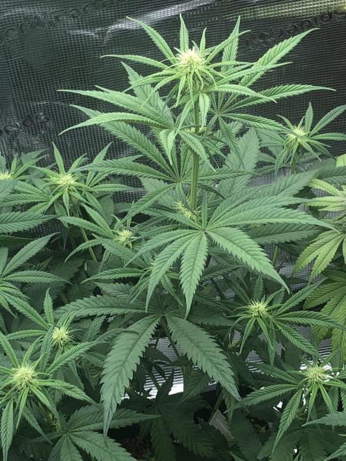 Monster maker. Week 5 - Monster maker