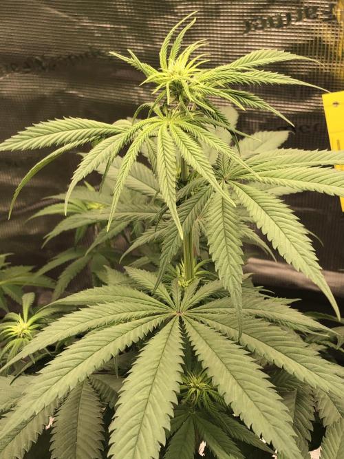 Monster maker. Week 5 - Kosher haze