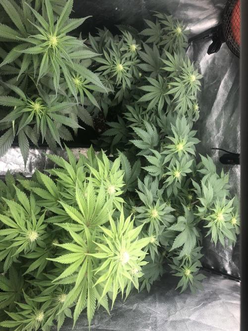 Monster maker. Week 5 - Monster  maker