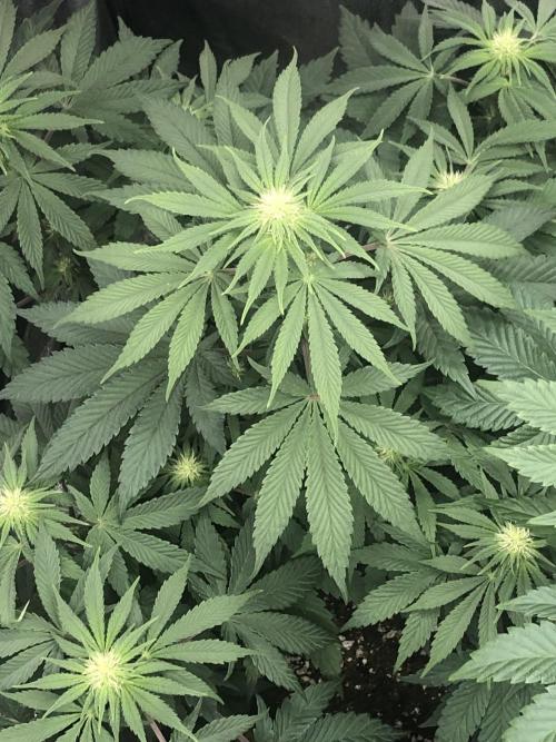 Monster maker. Week 5 - Monster maker