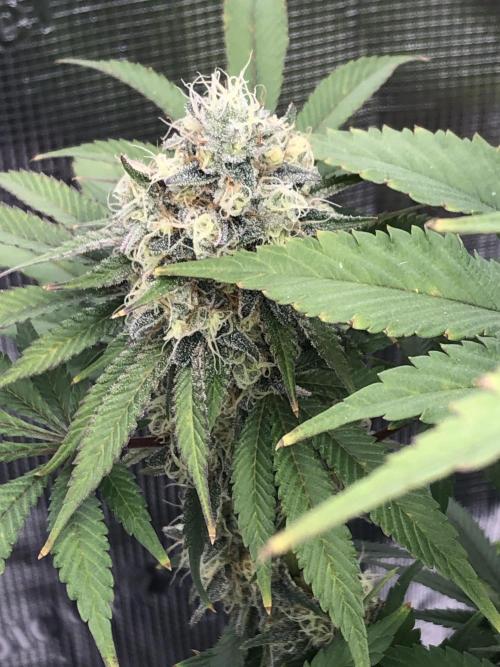 Monster maker. Week 7 - Kosher haze