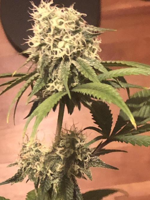 Monster maker. Week 7 - Kosher haze