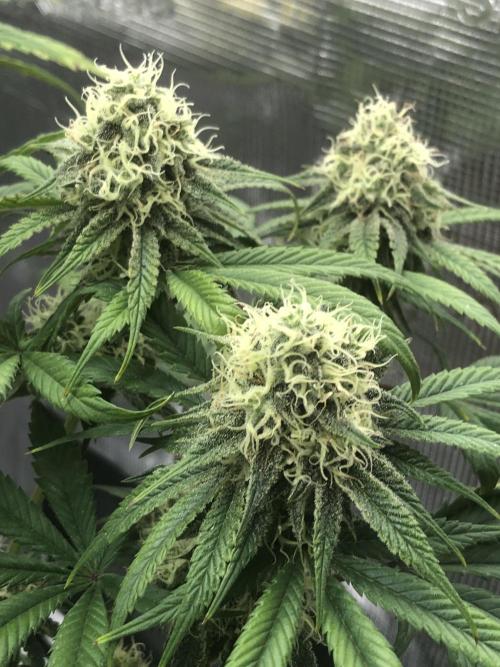 Monster maker. Week 7 - Kosher haze