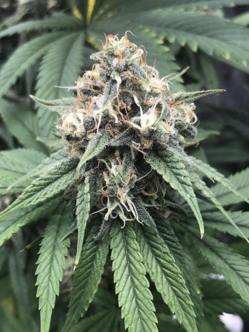 Monster maker. Week 7 - Kosher haze