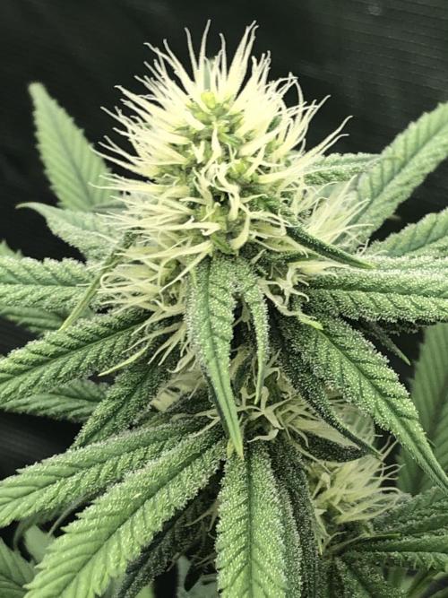 Monster maker. Week 7