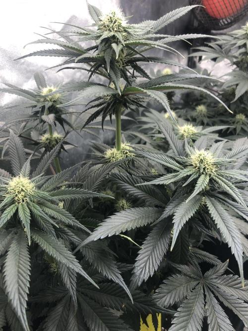 Monster maker. Week 7