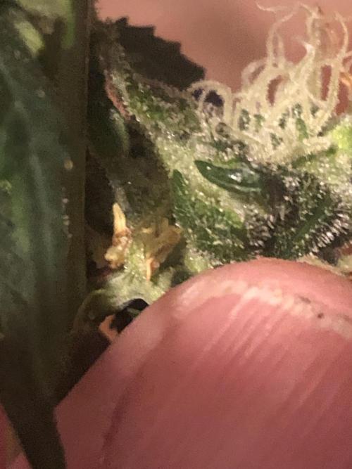 Monster maker. Week 7 - Hermit flower appears  on kosher haze.