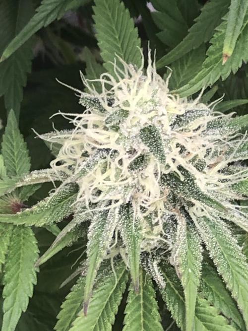 Monster maker. Week 7 - Kosher haze
