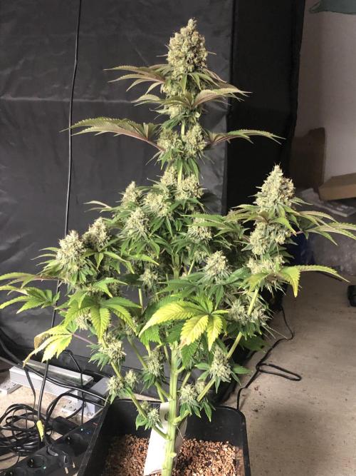 Monster maker. Week 8 - Kosher haze