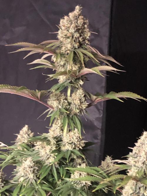 Monster maker. Week 8 - Kosher haze