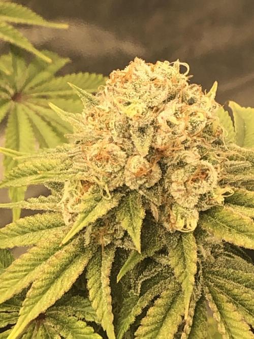Monster maker. Week 8 - Kosher haze.