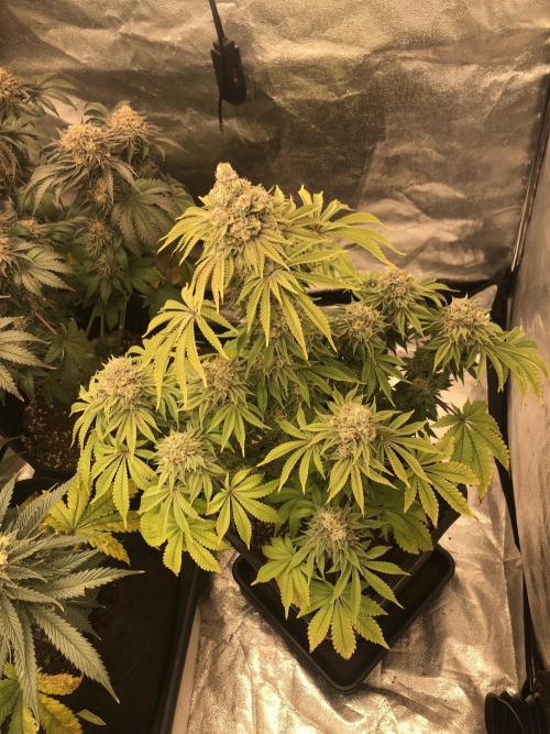 Monster maker. Week 8 - Kosher haze