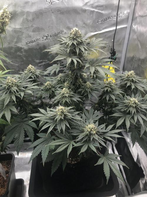 Monster maker. Week 8 - Monster maker 